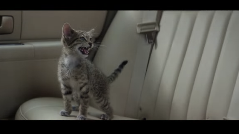 Illustration for article titled That Adorable Fucking Kitten in Keanu Was Trained to Do Stunts